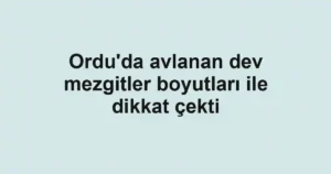 Ordu'da avlanan dev mezgitler boyutları ile dikkat çekti