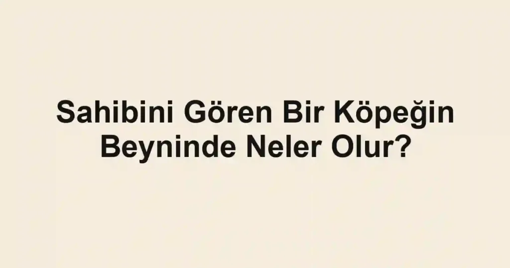 Sahibini Gören Bir Köpeğin Beyninde Neler Olur?