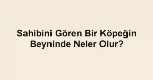 Sahibini Gören Bir Köpeğin Beyninde Neler Olur?