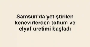 Samsun'da yetiştirilen kenevirlerden tohum ve elyaf üretimi başladı