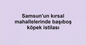 Samsun'un kırsal mahallelerinde başıboş köpek istilası