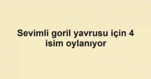 Sevimli goril yavrusu için 4 isim oylanıyor