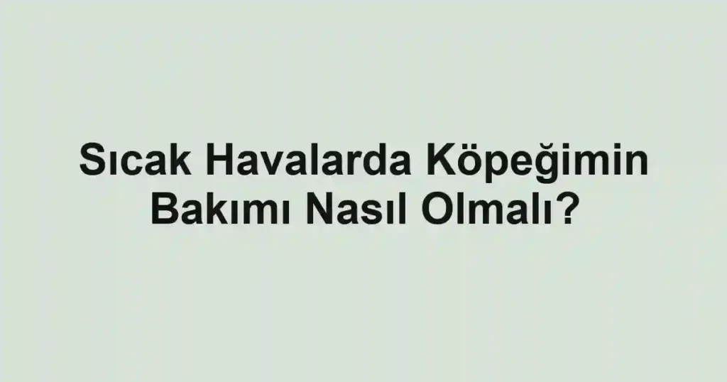 Sıcak Havalarda Köpeğimin Bakımı Nasıl Olmalı?