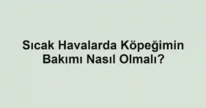Sıcak Havalarda Köpeğimin Bakımı Nasıl Olmalı?