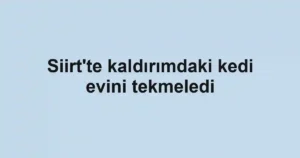 Siirt'te kaldırımdaki kedi evini tekmeledi