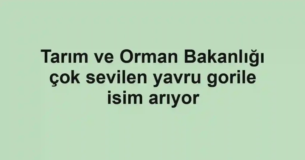 Tarım ve Orman Bakanlığı çok sevilen yavru gorile isim arıyor