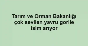 Tarım ve Orman Bakanlığı çok sevilen yavru gorile isim arıyor