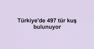 Türkiye'de 497 tür kuş bulunuyor