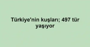 Türkiye'nin kuşları; 497 tür yaşıyor