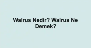 Walrus Nedir? Walrus Ne Demek?