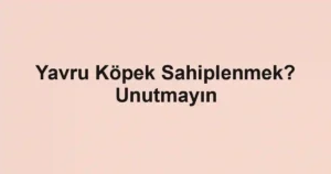 Yavru Köpek Sahiplenmek? Unutmayın