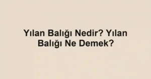 Yılan Balığı Nedir? Yılan Balığı Ne Demek?