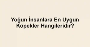 Yoğun İnsanlara En Uygun Köpekler Hangileridir?