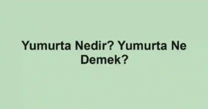Yumurta Nedir? Yumurta Ne Demek?
