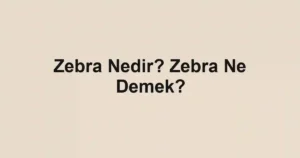Zebra Nedir? Zebra Ne Demek?