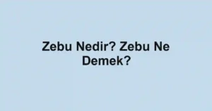 Zebu Nedir? Zebu Ne Demek?