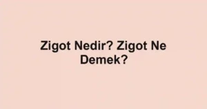 Zigot Nedir? Zigot Ne Demek?