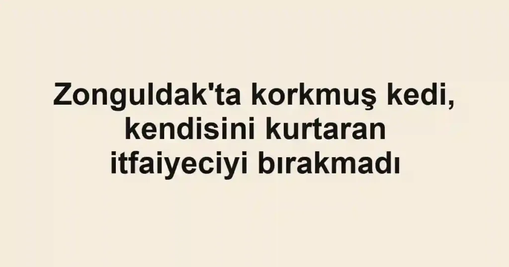 Zonguldak'ta korkmuş kedi, kendisini kurtaran itfaiyeciyi bırakmadı