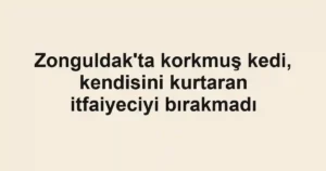 Zonguldak'ta korkmuş kedi, kendisini kurtaran itfaiyeciyi bırakmadı